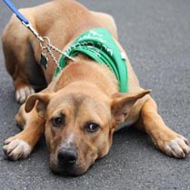 Animal Welfare 2011 Non Profit