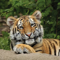 Animal Welfare 2012 Non Profit