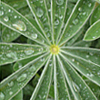 Green 2010 Non Profit