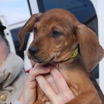 Animal Welfare 2010 Non Profit
