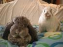 theplaidrabbit - charity reviews, charity ratings, best charities, best nonprofits, search nonprofits