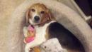 peggy t - charity reviews, charity ratings, best charities, best nonprofits, search nonprofits