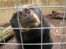 AnimalsMatter - charity reviews, charity ratings, best charities, best nonprofits, search nonprofits