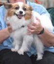 PapillonOne - charity reviews, charity ratings, best charities, best nonprofits, search nonprofits