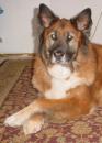 cbwing.art - charity reviews, charity ratings, best charities, best nonprofits, search nonprofits
