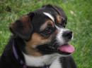 Phyllis C. - charity reviews, charity ratings, best charities, best nonprofits, search nonprofits