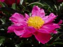 Svinjames - charity reviews, charity ratings, best charities, best nonprofits, search nonprofits