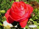 FLHilton - charity reviews, charity ratings, best charities, best nonprofits, search nonprofits