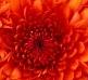 Hiiii - charity reviews, charity ratings, best charities, best nonprofits, search nonprofits