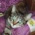 MLarson - charity reviews, charity ratings, best charities, best nonprofits, search nonprofits