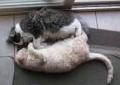 dogasleep3 - charity reviews, charity ratings, best charities, best nonprofits, search nonprofits