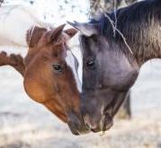Safe Haven Horse Rescue - charity reviews, charity ratings, best charities, best nonprofits, search nonprofits