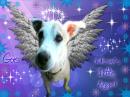 teejaywarrior - charity reviews, charity ratings, best charities, best nonprofits, search nonprofits