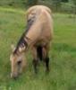 whiskeydoodle - charity reviews, charity ratings, best charities, best nonprofits, search nonprofits