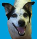 Stacey D. - charity reviews, charity ratings, best charities, best nonprofits, search nonprofits