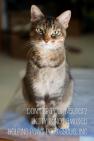 HELPING PAWS PET RESCUE INC - charity reviews, charity ratings, best charities, best nonprofits, search nonprofits