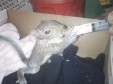Latest Photo by SKYES SPIRIT WILDLIFE REHABILITATION CENTER