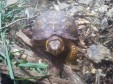 Latest Photo by SKYES SPIRIT WILDLIFE REHABILITATION CENTER