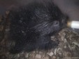 Latest Photo by SKYES SPIRIT WILDLIFE REHABILITATION CENTER