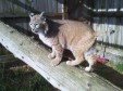 Latest Photo by SKYES SPIRIT WILDLIFE REHABILITATION CENTER