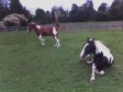Latest Photo by HORSESAVERS