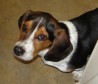 Latest Photo by HART for Animals, Inc.