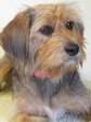 Latest Photo by DOGS FOR THE DEAF INC