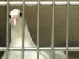 Latest Photo by MickaCoo Pigeon & Dove Rescue (a project of Community Initiatives)