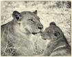 Latest Photo by Wildlife Conservation Network, Inc.