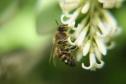 Latest Photo by POLLINATOR PARTNERSHIP                                                