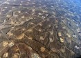 Latest Photo by ECOFLIGHT