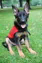 Latest Photo by FIDELCO GUIDE DOG FOUNDATION INC