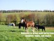 Latest Photo by GENTLE GIANTS DRAFT HORSE RESCUE SOCIETY LTD
