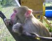 Latest Photo by RETIREMENT SANCTUARY FOR LABORATORY ANIMALS INC