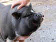 Latest Photo by Lil' Orphan Hammies