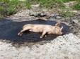 Latest Photo by CJ Acres Animal Rescue Farm