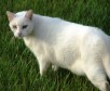 Latest Photo by CJ Acres Animal Rescue Farm
