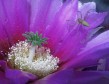 Latest Photo by McDowell Sonoran Land Conservancy
