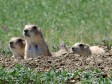 Latest Photo by Prairie Wildlife Research, Inc.