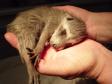 Latest Photo by TUCSON WILDLIFE CENTER