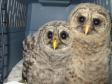 Latest Photo by PAWS ANIMAL WILDLIFE SANCTUARY INC