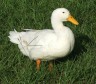 Latest Photo by CJ Acres Animal Rescue Farm