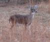 Latest Photo by PAWS ANIMAL WILDLIFE SANCTUARY INC
