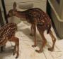 Latest Photo by PAWS ANIMAL WILDLIFE SANCTUARY INC