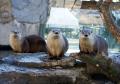 Latest Photo by The Living Planet Aquarium