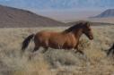 Latest Photo by JOURNEYS END RANCH ANIMAL SANCTUARY