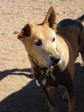 Latest Photo by JOURNEYS END RANCH ANIMAL SANCTUARY