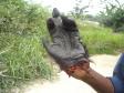Latest Photo by ENDANGERED SPECIES INTERNATIONAL