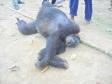 Latest Photo by ENDANGERED SPECIES INTERNATIONAL