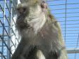 Latest Photo by RETIREMENT SANCTUARY FOR LABORATORY ANIMALS INC